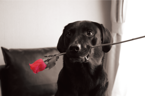 薔薇と犬