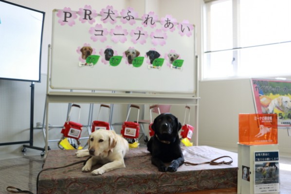 北海道盲導犬協会PR犬