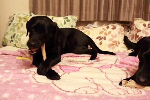 この時期大根を干す風景がうちでは・・・・