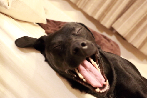 犬種別ランキング早見表