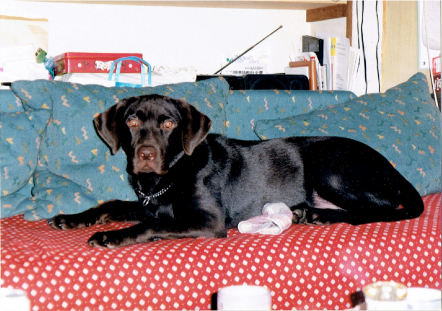 ラブの思い出:6