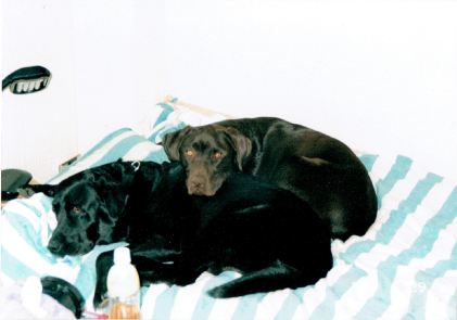 ラブの思い出:6.5