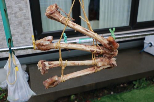 犬に骨を与える際の注意点