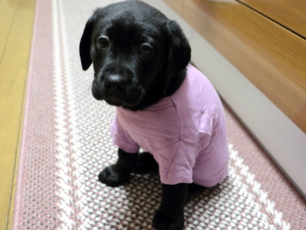 パピーウォーカーの1年