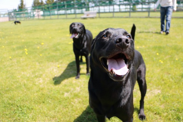 笑顔のラブラドール