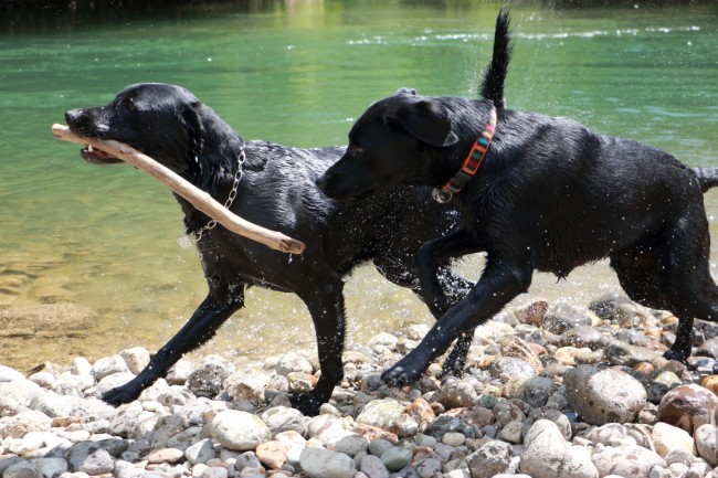 ラブラドール走る