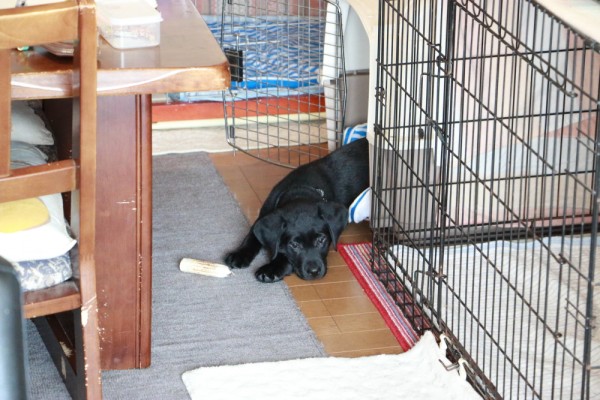 犬とハウストレーニング