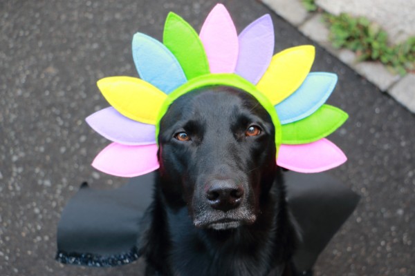 スノゥの憂鬱、いつまで続く2