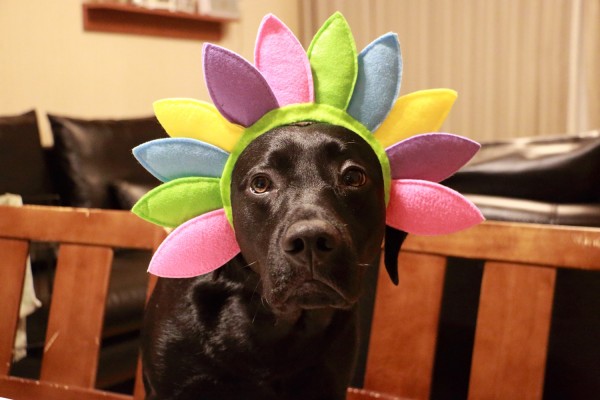 ガイくんカチューシャ