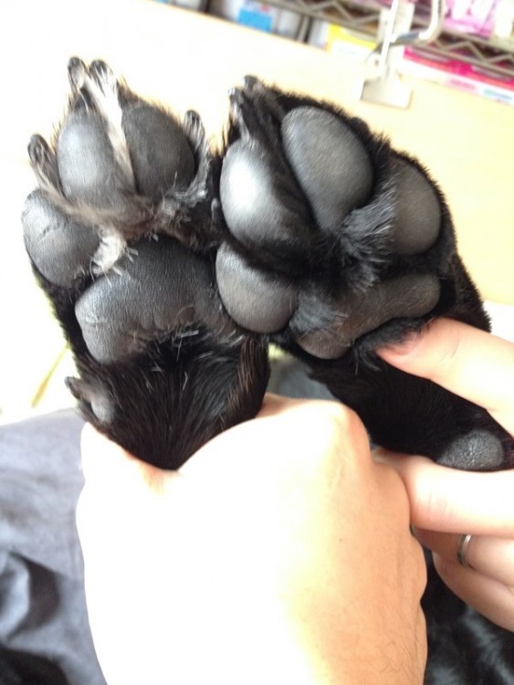 犬の足裏ケアを色々調べてみた