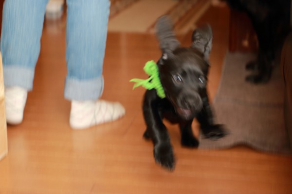 スノゥの憂鬱~再び~で、その後