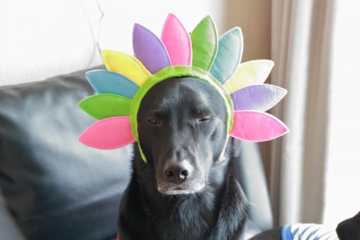 患部画像を見た方のお口直しにどうぞ