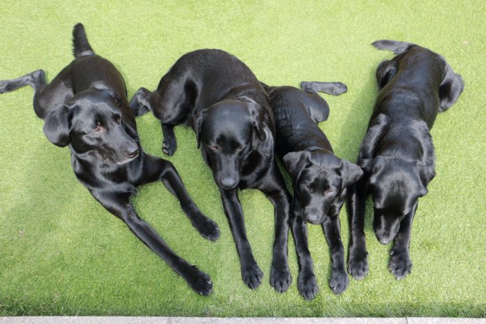 ラブラドール4黒