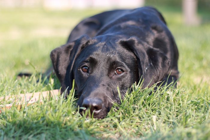 新商品を試作してます