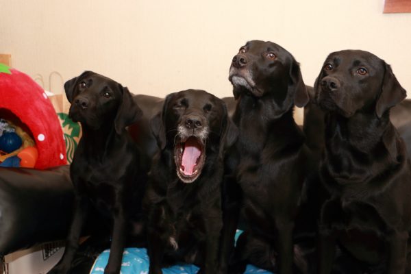 加藤商店’s dogs